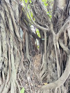 Gnarled tree roots intertwined above the ground, surrounded by small green leaves and fallen leaves.

