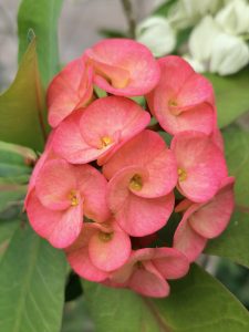 A vibrant cluster of Crown of Thorns flowers, blooming in rich shades of pink and coral with bright yellow centers.