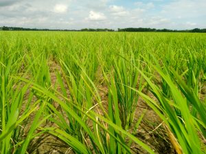 A wide green rice field under a partly cloudy sky in rural Bangladesh.