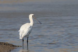 A large migratory bird called Black-faced Spoonbill stands on shallow water.
