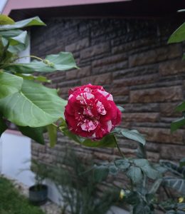 Single red and white flower with green leaves growing beside a stone wall
