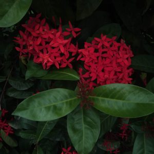 Vivid clusters of scarlet blooms standing out against deep, glossy green foliage.
