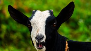 Close-up headshot of a black and white goat with large alert ears and its mouth slightly open, against a blurred green background.