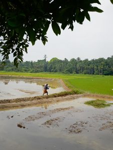 A farmer walks along a muddy path between flooded paddy fields, carrying a farming tool. Lush green rice plants, coconut palms, and overhanging tree branches create a peaceful rural scene. Location: Kozhikode, Kerala.