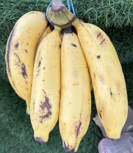 A bunch of five ripe yellow bananas is hanging together, with some slight brown spots on their skins.