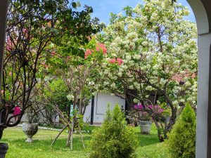 Trees of different colors, full of flower on green pasture, white walls in the background with blue sky