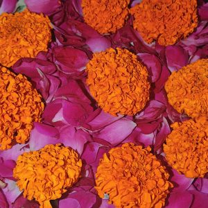 Bright orange marigold flowers scattered over pink and magenta rose petals.
