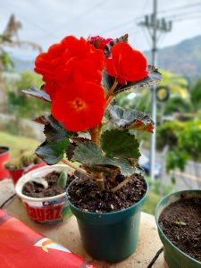 Bright red flowers with wavy-edged leaves growing in a green pot on a balcony, with plants and other pots in the background.