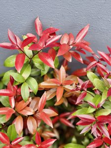 Vibrant red and pink young leaves of the Christina/Red Lip plant (Syzygium myrtifolium) contrast beautifully with fresh green foliage against a grey wall. Detailed textures and a balanced composition highlight the plant's colorful new growth. Located in Karumala, Kozhikode.