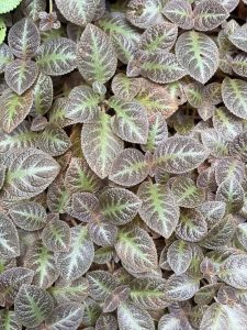 A dense cluster of Episcia cupreata (flame violet) plants. The heavily textured, oval shaped leaves display a deeply puckered, quilted surface with a velvety sheen.