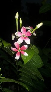 
Pink and white flowers against a dark night background.