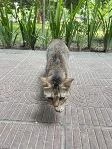 A striped cat walking along a paved path surrounded by green plants and trees.
