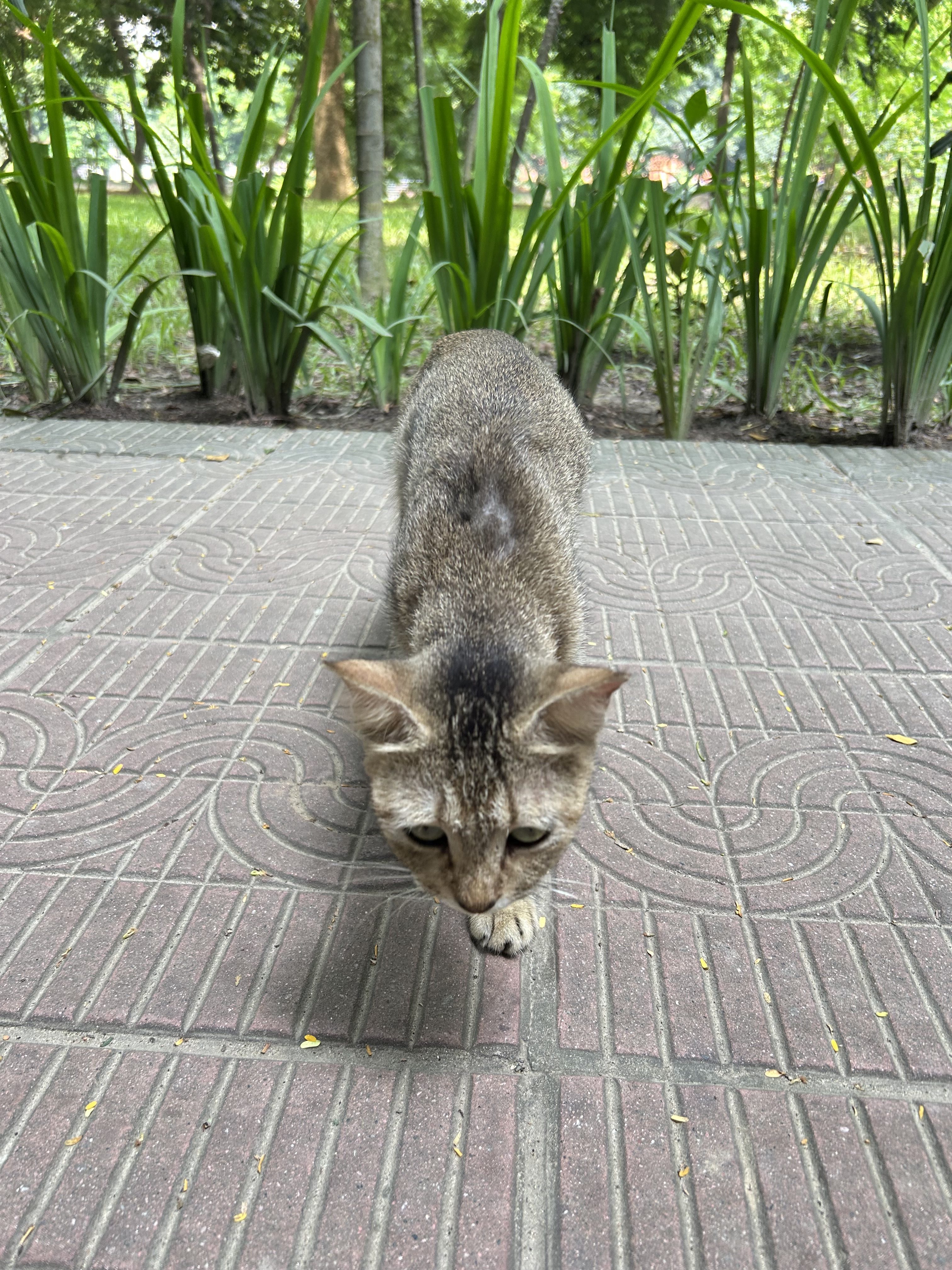 A striped cat walking along a paved path surrounded by green plants and trees.
