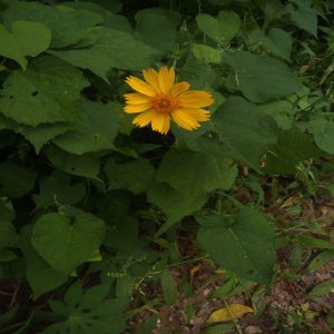 Close-up of a bright yellow flower surrounded by dense green foliage and leaves.