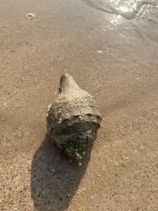 A weathered sea snail shell resting on wet sandy beach with shallow seawater in the background.