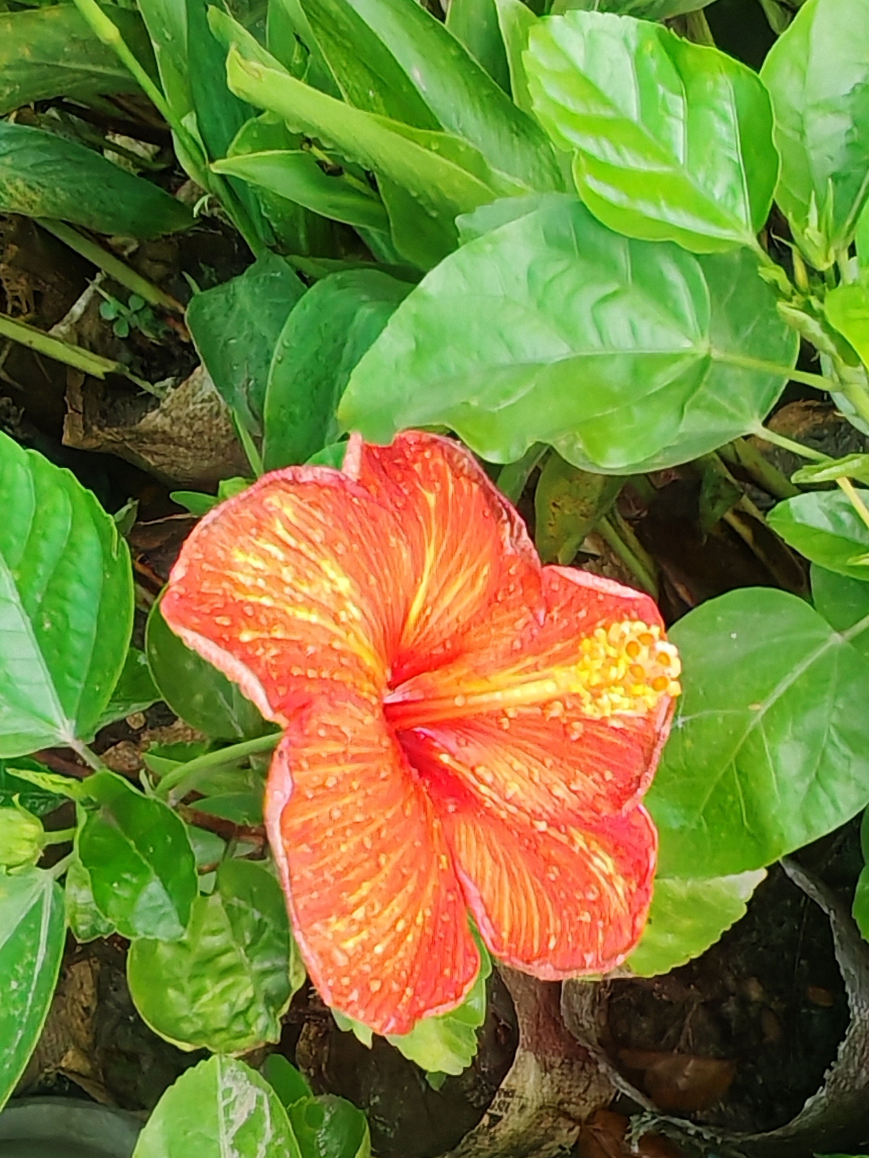 Hibiscus (Hibiscus rosa-sinensis) flower, known as Jaba (জবা) in Bengali.