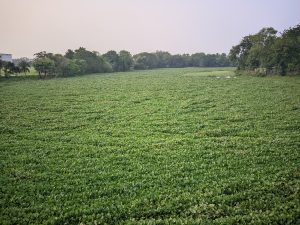 A vast rural waterbody almost entirely covered with dense green water hyacinth plants, surrounded by trees beneath a soft, pale sky.