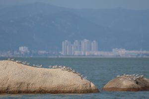 A serene coastal scene of a group of shorebirds called Sanderling gathered on two large rocks emerging from calm, blue water. In the distant background, hazy mountains meet a cityscape featuring several buildings.
