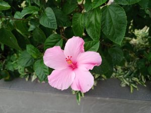 A pink hibiscus flower with five open petals and a red style blooming against leafy green foliage.
