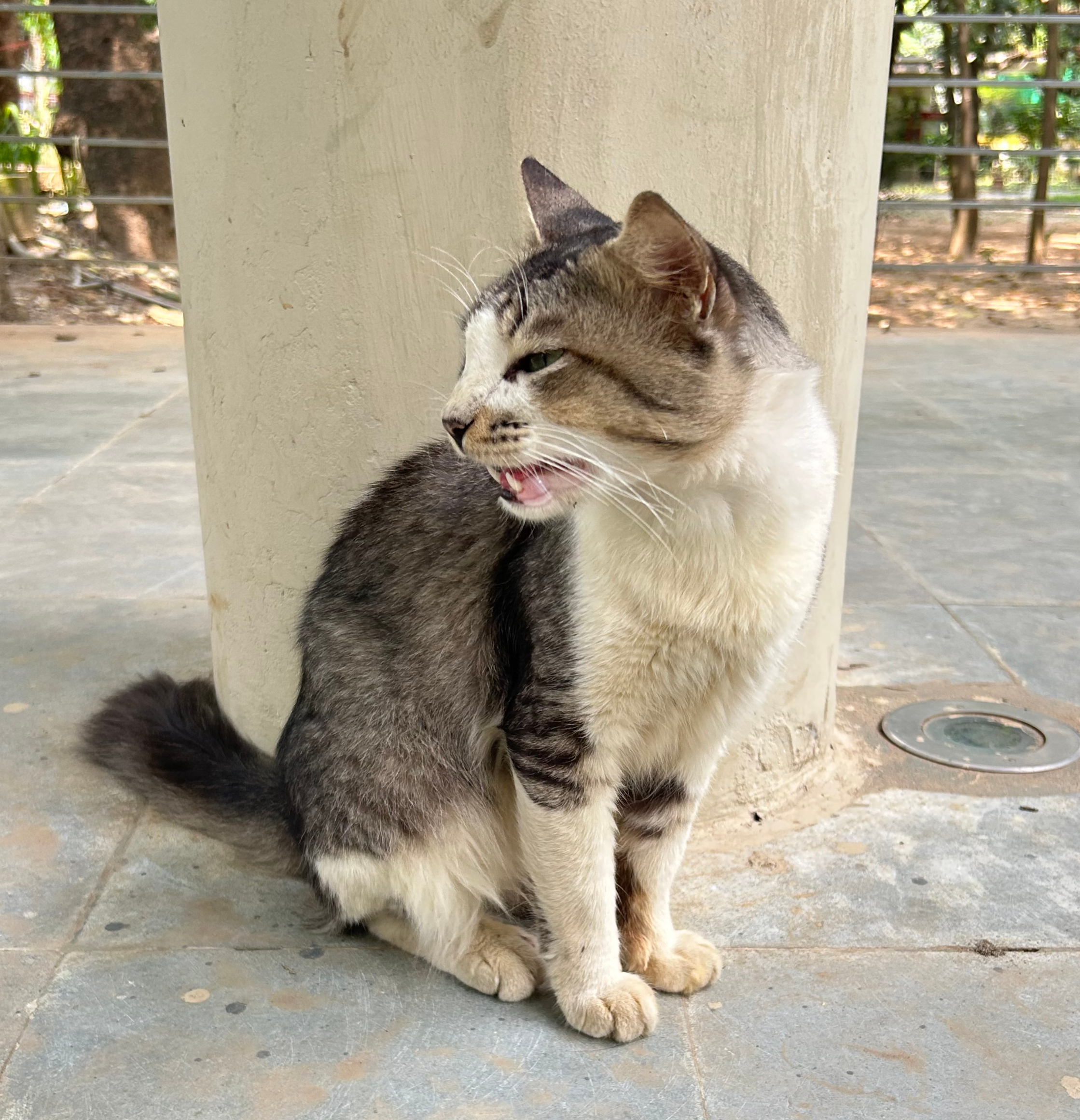 A gray and white cat is sitting beside a concrete pillar in a park. It's squinting, and its mouth is slightly open, as if it's in mid-meow. Its body is facing right, but it's looking left.
