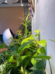 Low-angle close-up shot of lush green and lime-yellow indoor plants growing in a planter box next to a white wall, with a modern interior featuring skateboards mounted on the wall and a white dome chair in the background.

