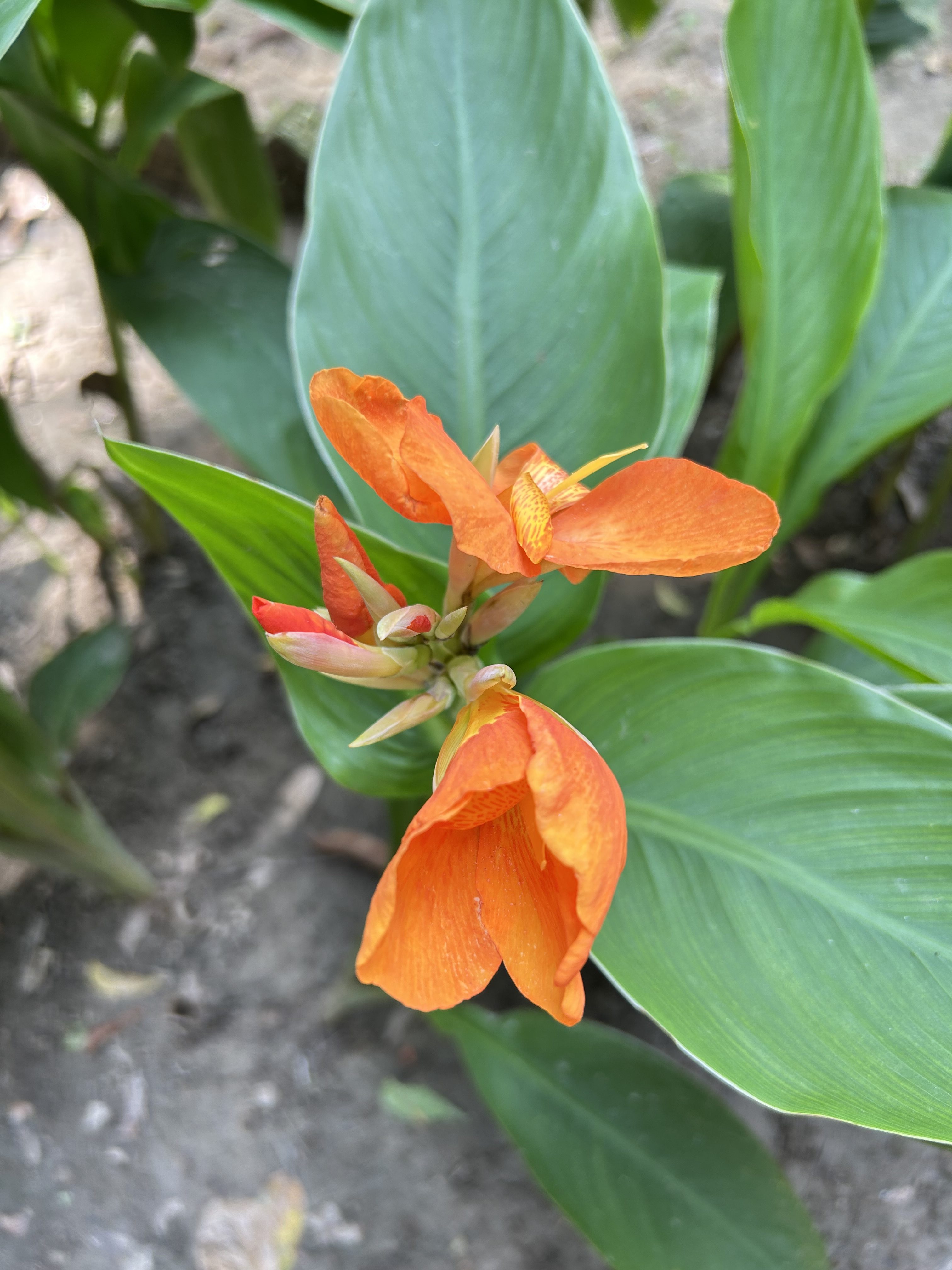 A close-up view of a vibrant flower featuring several bright orange petals that are slightly ruffled and textured.