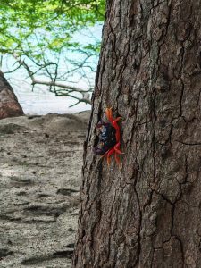 Red and black crab climbing the textured trunk of a tree near the coast.