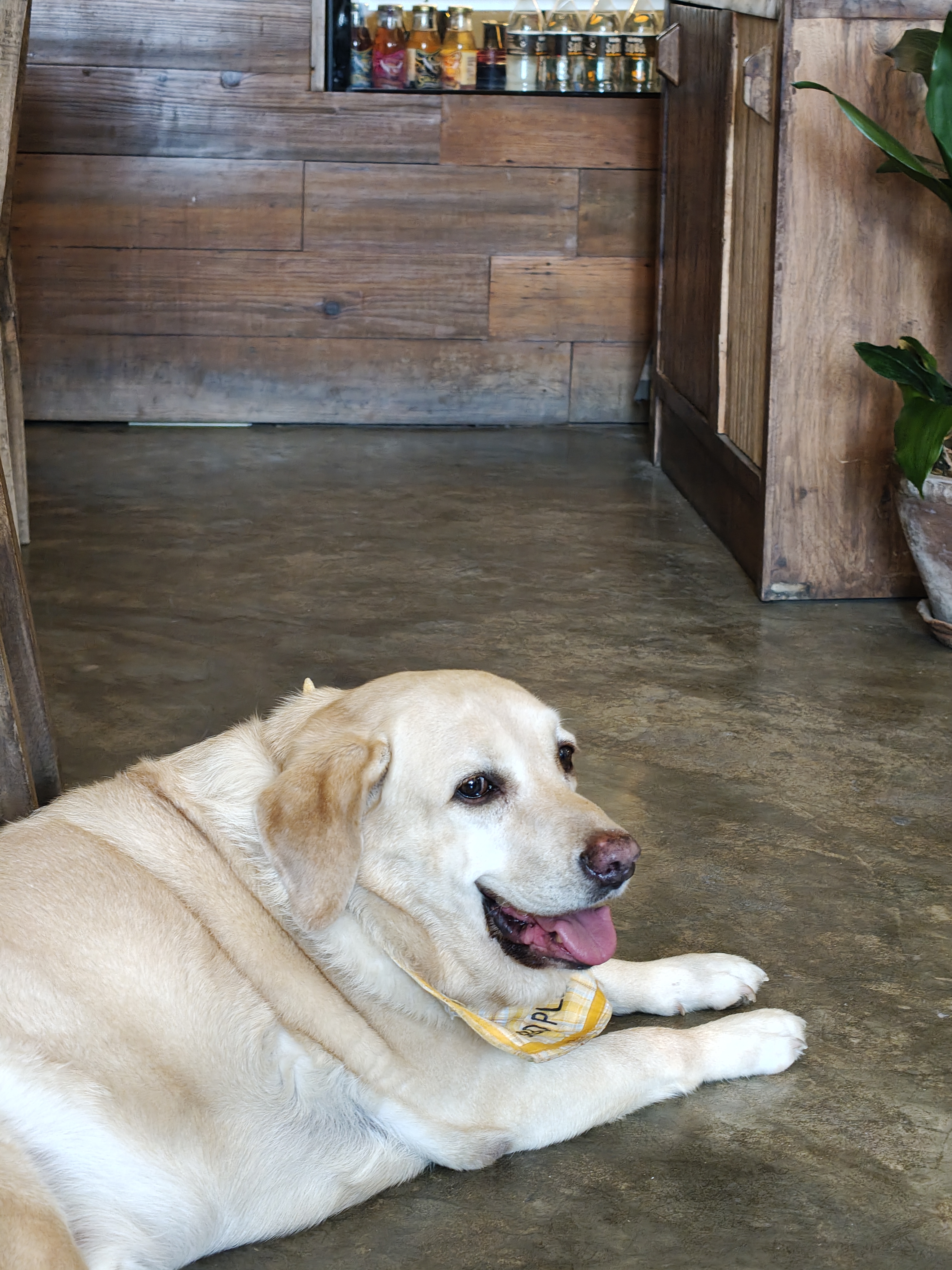 a dog on a marble floor.