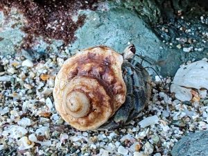 A crab on sand, its shell has a spiral and texture. The crab is on its side, so you can see the side the crab, half-hidden in its shell.