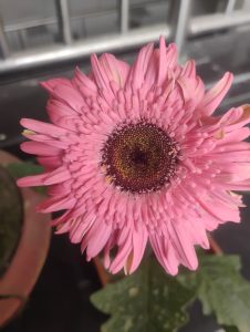 A close-up photograph of a pink gerbera daisy with many layered petals and a dark brown center, growing in a pot with green leaves in the background.