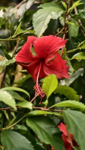 A bright red hibiscus flower with ruffled petals and a long pollen stamen blooming on a leafy green plant.
