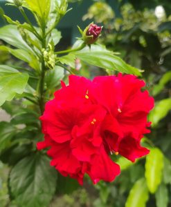 Bright red hibiscus flowers surrounded by glossy green leaves and a closed bud.

