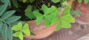 Amilo jhar (also widely known as Chari amilo) is the common Nepali name for creeping woodsorrel (Oxalis corniculata or related Oxalis species)
