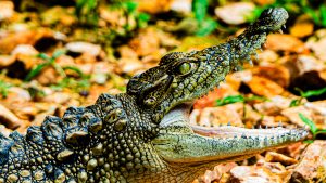 Close-up shot of a young crocodile with textured scales and its mouth open showing sharp teeth, resting against a background of scattered warm-toned rocks and leaves.