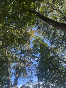 
A view of green leaves and branches from below.