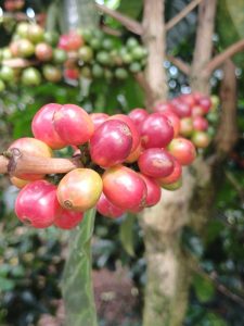 Clusters of red and green coffee cherries growing on a coffee plant.