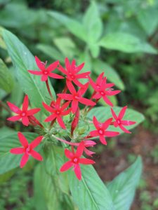 A cluster of vibrant red, Pentas (Pentas lanceolata), commonly known as the Egyptian starcluster. A star-shaped flowers blooming against a backdrop of lush green leaves.