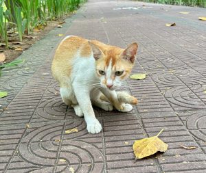 A small, light orange and white cat is sitting on a slightly patterned, brown pavement. 