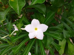 A single white frangipani flower with a yellow center blooming among glossy, pointed green leaves.
