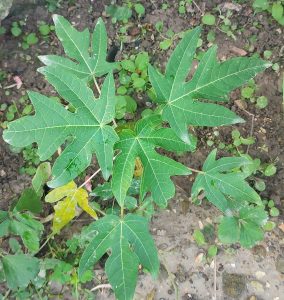 A cluster of large, green papaya leaves spread out against a background of soil and small plants.
