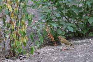 A small brown bird is perched on the ground amidst dense vegetation.
