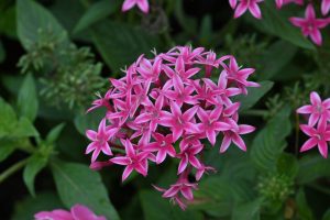 A dense spherical bloom of pink Egyptian Starcluster flowers (Pentas lanceolata) with prominent white-tipped centers and lush foliage in the background.