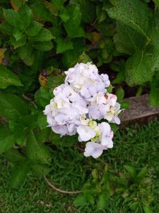 A rounded cluster of pale purple and white hydrangea flowers surrounded by serrated green leaves. #WCJinja