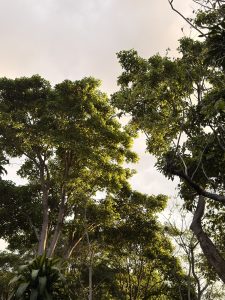 
Evening sunlight shining through a small forest of green trees.