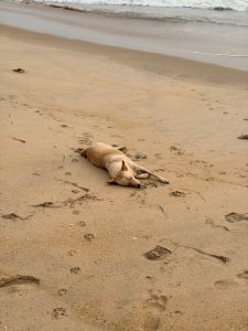 A light brown dog sleeping on its side on a sandy beach surrounded by paw prints and footprints.