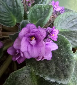 Purple African Violet Flower, Macro photograph of a purple African violet flower surrounded by textured green leaves and unopened buds.