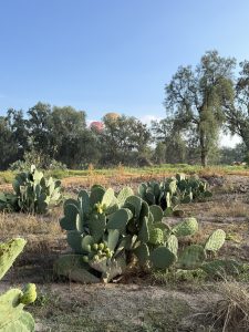 Green cacti with flat pads and small fruits growing in front of lush trees and vegetation.