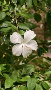 A pure white hibiscus flower blooming brightly against dense green garden foliage in natural daylight.
