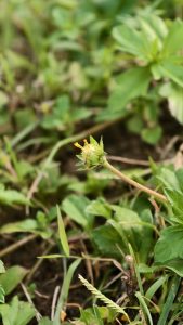 A tiny green and yellow wildflower bud growing on a slender stem among wild lawn grass.