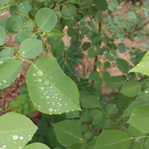Close-up photograph of lush green leaves covered in clear water droplets after rain, with the focus sharp on glistening drops gathered along the surface of a central leaf.